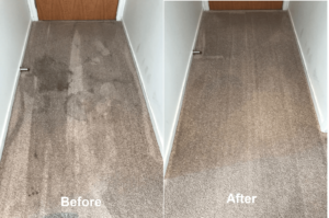 Orewa carpet cleaner